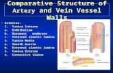 Comparative Structure of Artery and Vein Vessel Walls Arteries: 1. Tunica Interna a. Endothelium b. Basement membrane c. Internal elastic lamina 2. Tunica.