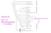 Petaloid Monocots Monocots 25% of flowering plants (11 orders)