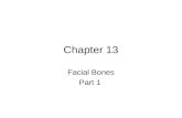 Chapter 13 Facial Bones Part 1. Facial Bones 14 Bones 2 Maxillae 2 Zygomatic 2 Lacrimal 2 Nasal 2 Inferior nasal conchae 2 Palatine 1 Vomer 1 Mandible.