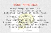 BONE MARKINGS Every bump, groove, and hole has a name on your bones External surfaces of bones have: - bumps, grooves, and holes They serve as sites of.