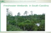 Freshwater Wetlands in South Carolina. Wetlands Wetlands are delineated by the Corps based on the 1987 Wetland Delineation Manual. Soils, evidence of.