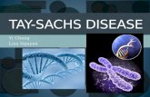 Yi Cheng Lisa Nguyen TAY-SACHS DISEASE. Symptoms of Tay-Sachs Disease Infantile Tay-Sachs Disease: Infants with Tay-Sachs disease appear to develop normally