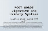 ROOT WORDS Digestive and Urinary Systems Heather Wipijewski CVT ALAT This workforce solution was funded by a grant awarded under the President’s Community-Based.