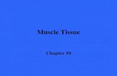 Muscle Tissue Chapter 10. Overview of Muscle Tissue n There are three types of muscle tissue –Skeletal muscle –Cardiac muscle –Smooth muscle n These muscle.