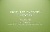 Muscular Systems Overview April 22, 2015 Sutherlin AST W. Crawford Adapted from “The Anatomy of Domesticated Animals” and the Colorado Agriscience Curriculum.