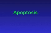 Apoptosis. Necrosis and Apoptosis Apoptosis Morphological.