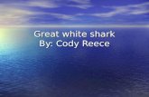 Great white shark By: Cody Reece Shark Attacks Firstly shark attacks are very rare.There are also a variety of reasons sharks may attack people. Some.
