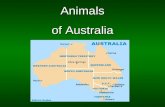 Animals of Australia. The koala The koala, herbivore marsupial, is the mammal the most important of Austalia with the kangaroo. It’s a species which drink.