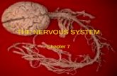 THE NERVOUS SYSTEM Chapter 7. Monitors changes-__________________________-- inside and outside the body Processes and interprets input- ________________________________.