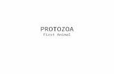 PROTOZOA First Animal. Parasite Lives at expense of host Ectoparasites –Ticks & lice Endoparasites –Protozoan & worms.