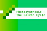 Photosynthesis – The Calvin Cycle. Calvin Cycle Incorporates atmospheric CO 2 and uses ATP/NADPH from light reaction Named for Dr. Melvin Calvin He.