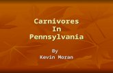 Carnivores In Pennsylvania By Kevin Moran. Black Bears (Ursus americanus) Reach breeding maturity at around 3 to 4 years old Reach breeding maturity at.