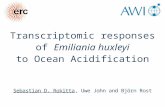 Transcriptomic responses of Emiliania huxleyi to Ocean Acidification Sebastian D. Rokitta, Uwe John and Björn Rost
