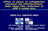 Effect of garlic on inflammation processes and atherosclerosis under human-like conditions in APOE*3-Leiden mice Sonia M.S. Espirito Santo TNO Prevention.