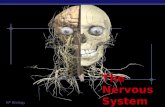 AP Biology 2003-2004 The Nervous System AP Biology 2003-2004 Let’s go to the Video!