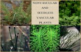 NONVASCULAR AND SEEDLESS VASCULAR PLANTS. The earliest plants grew in areas like the coastal mud flats of the Devonian (410 million years ago): The non-vascular.