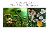 Chapter 22 The Plant Kingdom. Plants What are plants? Eukaryotic, multicellular organisms that have chlorophyll and carry out photosynthesis For the most.