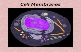 Cell Membranes. The Cell Membrane Cell Membrane: At Very High Magnification & in color