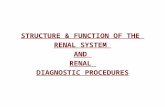 STRUCTURE & FUNCTION OF THE RENAL SYSTEM AND RENAL DIAGNOSTIC PROCEDURES.