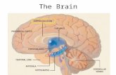The Brain. Extreme abuse / neglect Perry, 1997 Abuse affects corpus callosum development.