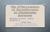 The Effectiveness of Disinfectants on Pseudomonas fluorescens Michelle Alvarez, Kadija Bangurah & Paige Stox Department of Microbiology North Carolina.