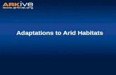Adaptations to Arid Habitats. What is an arid habitat? Arid habitats:  are extremely dry  receive little or no rainfall  usually have high temperatures.