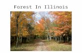 Forest In Illinois. Southern Catalpa Forest Communities in Illinois Illinois's major woodland types have been described according to forest community.
