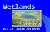Wetlands By: Dr. James Anderson. An estimated 221 million acres of wetlands occurred in the 48 states prior to European settlement.