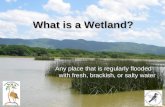 What is a Wetland? Any place that is regularly flooded with fresh, brackish, or salty water.