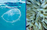 CHAPTER 13 – The Cnidarians (Radiate Animals). 13.1. Position and Contributions13.1. Position and Contributions A. Position in Animal KingdomA. Position.