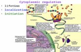 Cytoplasmic regulation lifetime localization initiation.
