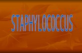 .. Staphylococci are gram positive cocci, Staphylococci are gram positive cocci, Occur in grape like clusters, Occur in grape like clusters, In Greek;