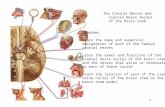 1 The Cranial Nerves and Cranial Nerve Nuclei of the Brain Stem Objectives: Learn the name and numerical designation of each of the twelve cranial nerves.