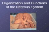 Organization and Functions of the Nervous System.