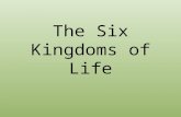 The Six Kingdoms of Life. EUBACTERIA This is a kingdom of single-celled prokaryotes that have been around in similar forms since the beginning of life.