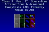 Class 5, Part II: Sperm-Zona Interactions & Acrosomal Exocytosis (AE; Formerly Known as AR)