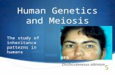 Human Genetics and Meiosis Oculocutaneous albinism The study of inheritance patterns in humans.