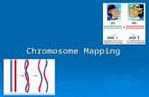 Chromosome Mapping. Recombination : in meiosis, recombination generates haploid genotypes differing from the haploid parental genotypes. The recombinants.