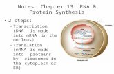 Notes: Chapter 13: RNA & Protein Synthesis 2 steps: – Transcription (DNA is made into mRNA in the nucleus) – Translation (mRNA is made into proteins by.