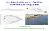 Morphological feature of Gobiidae, Bothidae and Anguillidae By: Ky Vannarith Chaktomuk Fisheries Administration Inspectorate, Phnom Penh.