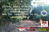 Ploidy level effects on floral morphology of Acacia mangium and its comparison to A. auriculiformis Supervisors: Rod Griffin Chris Harwood Anthony Koutoulis.