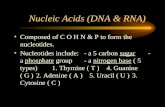 Nucleic Acids (DNA & RNA) Composed of C O H N & P to form the nucleotides. Nucleotides include: - a 5 carbon sugar - a phosphate group - a nitrogen base.