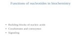 Functions of nucleotides in biochemistry ● Building blocks of nucleic acids ● Cosubstrates and coenzymes ● Signaling.