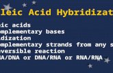 Nucleic Acid Hybridization Nucleic acids Complementary bases Hybridization Complementary strands from any sources Reversible reaction DNA/DNA or DNA/RNA.