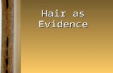 Hair as Evidence. Introduction  Human hair is one of the most frequently found pieces of evidence at the scene of a violent crime. It can provide a link.