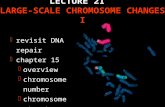 LECTURE 21 LARGE-SCALE CHROMOSOME CHANGES I  revisit DNA repair  chapter 15  overview  chromosome number  chromosome structure  humans.
