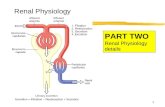 1 Renal Physiology PART TWO Renal Physiology details.
