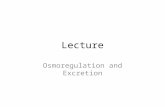 Lecture Osmoregulation and Excretion. Osmoregulation balancing the uptake and loss of water and solutes based on the controlled movement of solutes between.