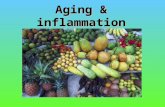 Aging & inflammation. Aging well Hunza man Hunza Valley.