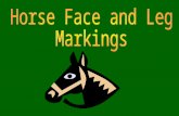 OBJECTIVES Student will be able to discuss the purpose of leg and facial markings Student will be able to identify and describe four horse facial markings.